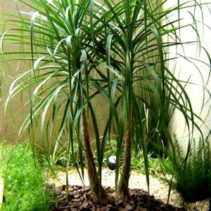 Pais.-Bosque-de-Grevilea-Gisele-01