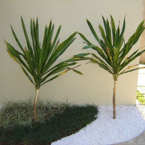 Pais.-Marambaia-Emilio-02